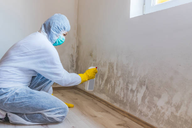 Licensed Basement Mold Remediation service in Milton, FL - Car Mold Remediation