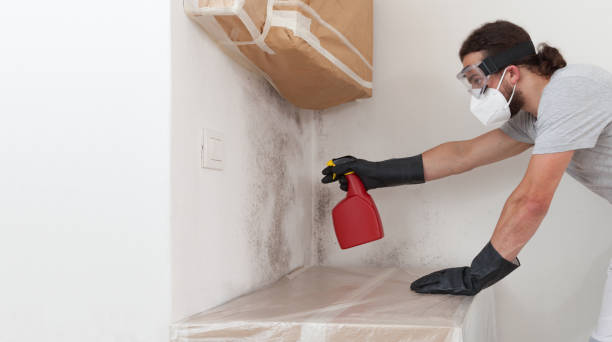 Professional Basement Mold Remediation technician working in Milton, FL