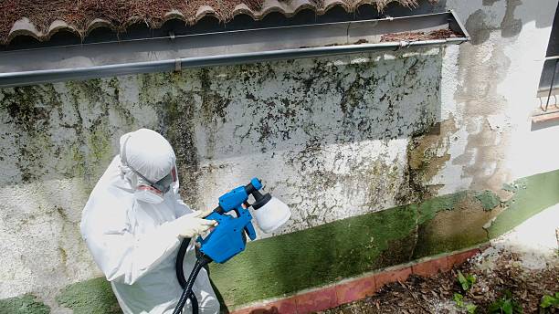 Top rated local Basement Mold Remediation specialists in Milton, FL